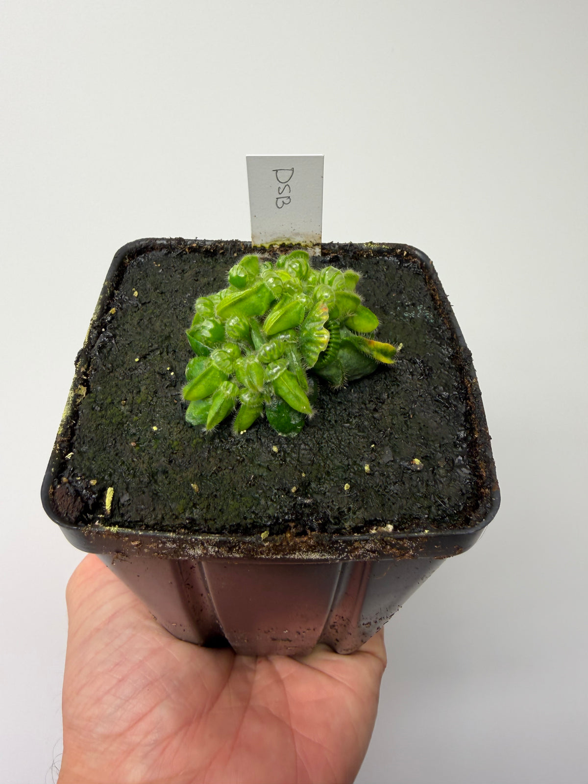 Cephalotus follicularis “David Švarc Black” #10 - *Rare*