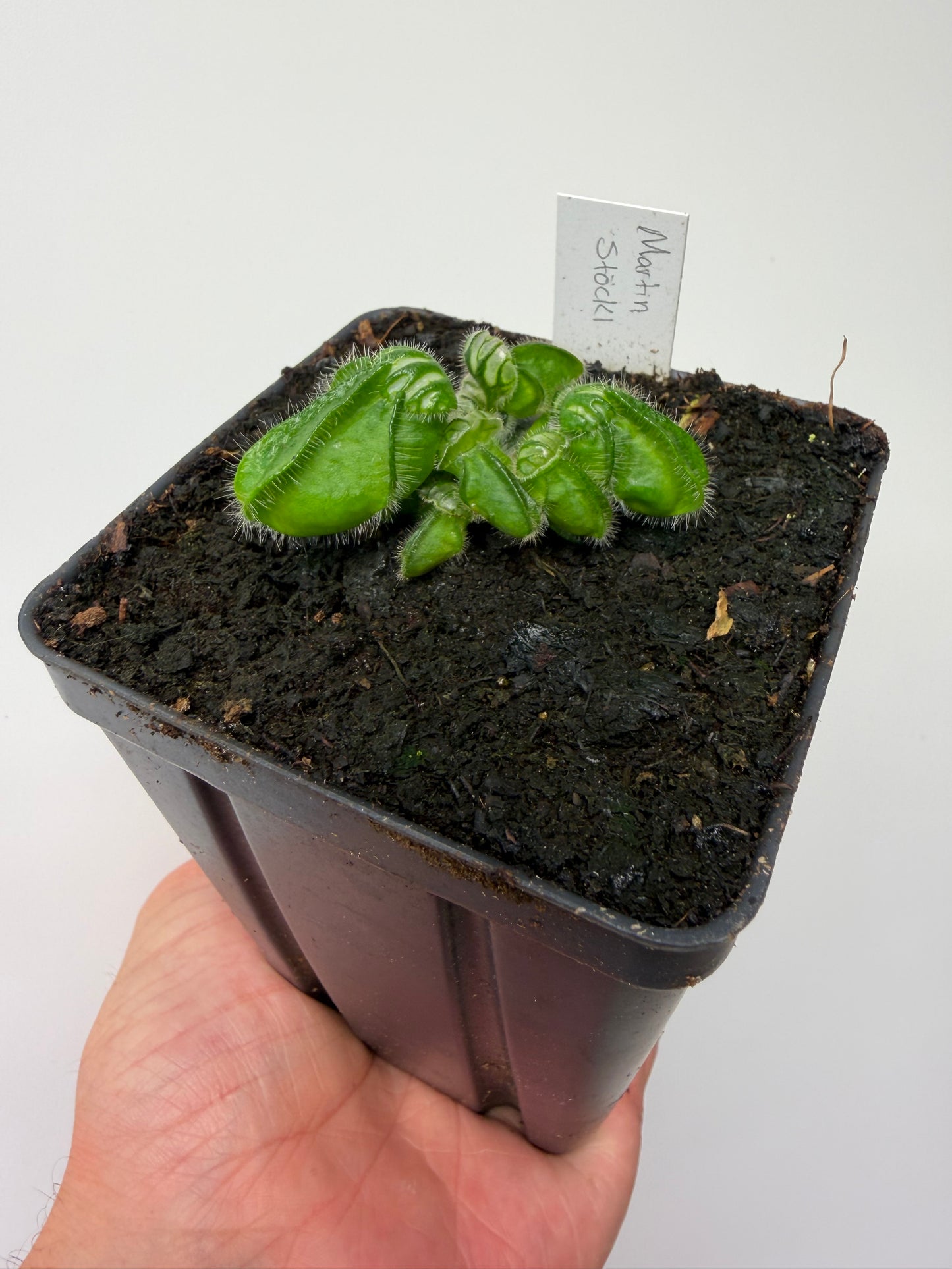 Cephalotus follicularis “Emu Pointe”