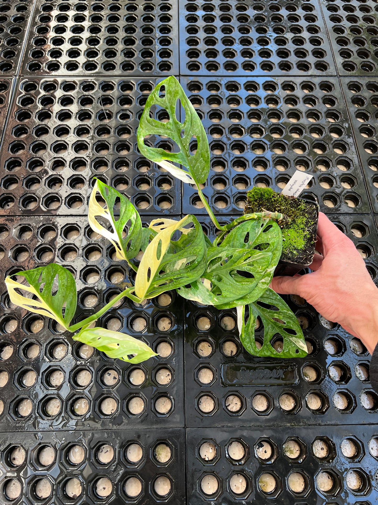 Monstera adansonii “Tricolor” LC