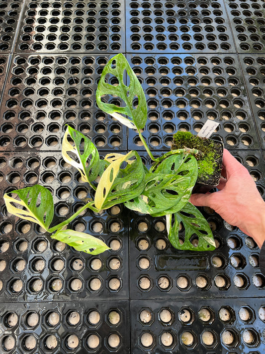 Monstera adansonii “Tricolor” LC