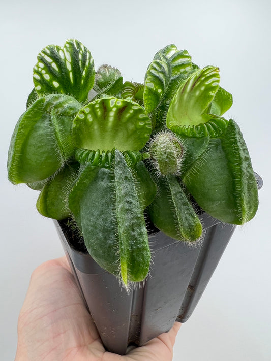 Cephalotus follicularis “Brewers Giant”