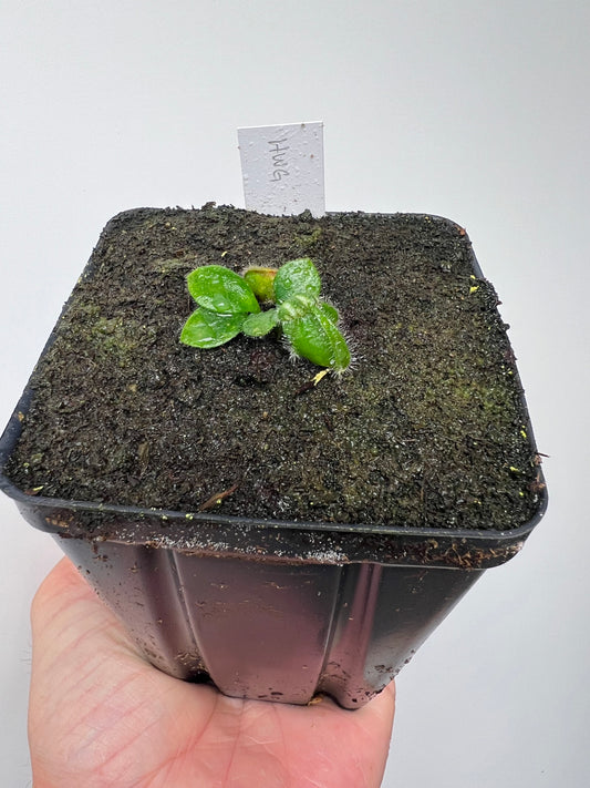 Cephalotus follicularis “Harald Weiner Giant” (aka True Giant) - *Rare*