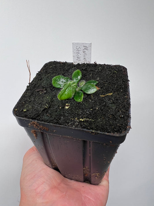 Cephalotus follicularis “Martin Stöckl”
