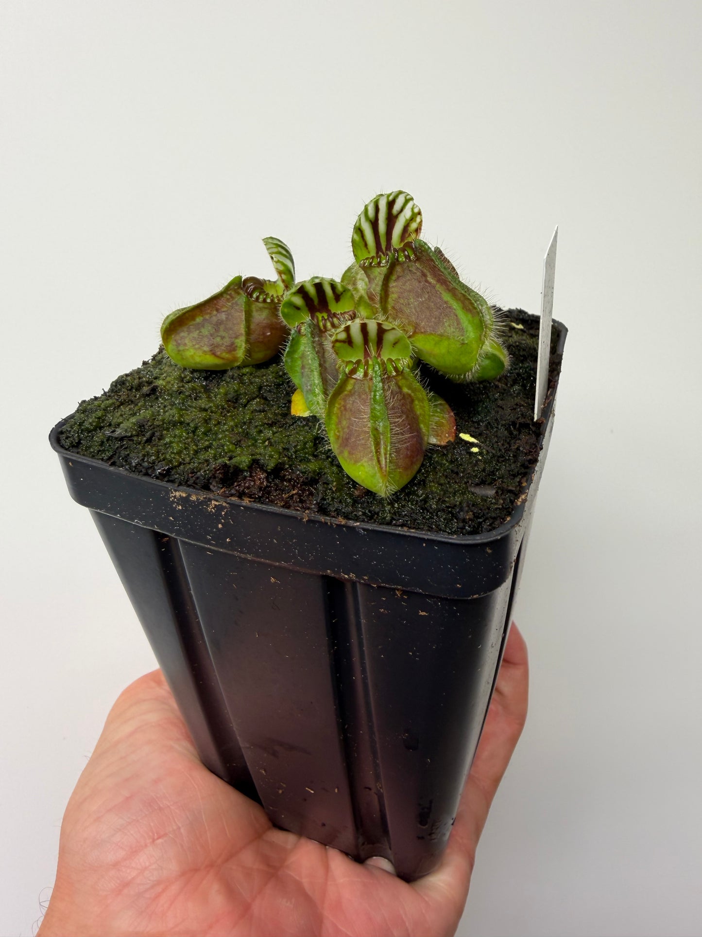 Cephalotus follicularis “Hampshire Red”