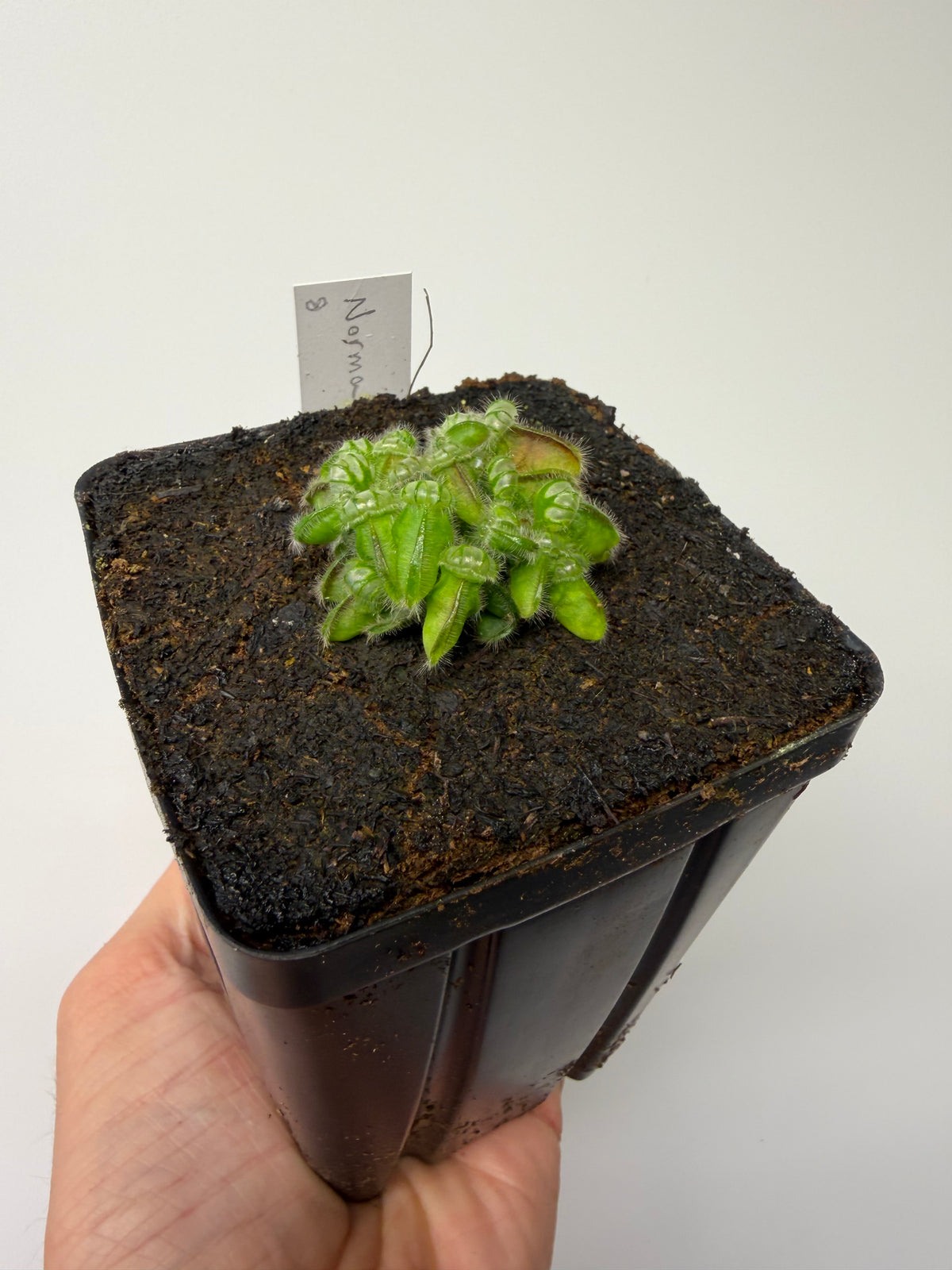Cephalotus follicularis “Norma” #8