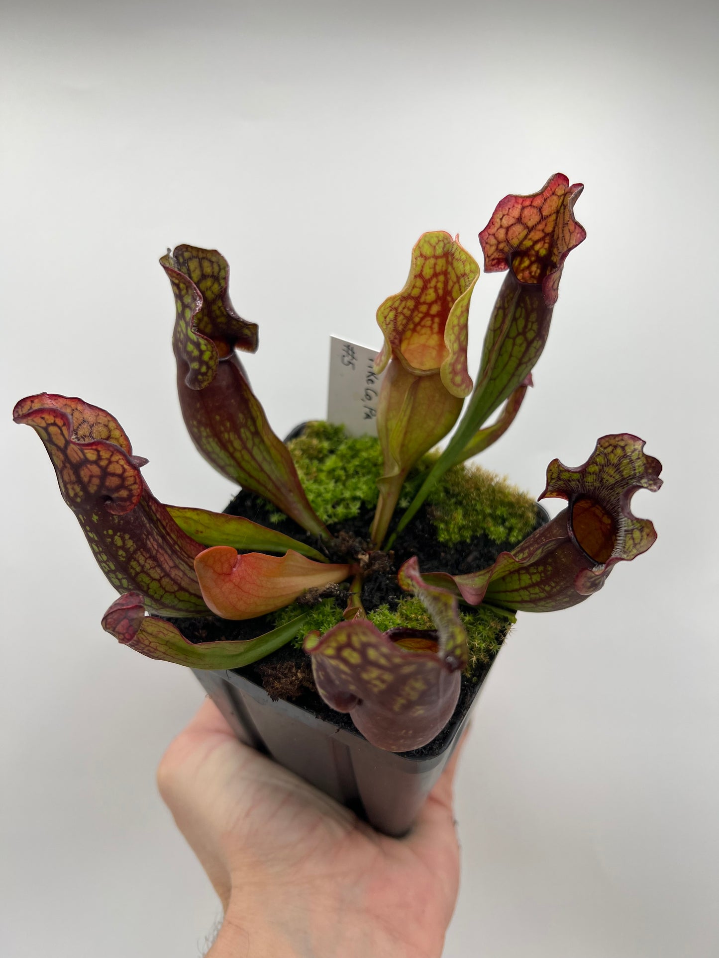 Sarracenia purpurea ssp. purpurea (Pike County, PA) - *Rare* - Seed Grown #5