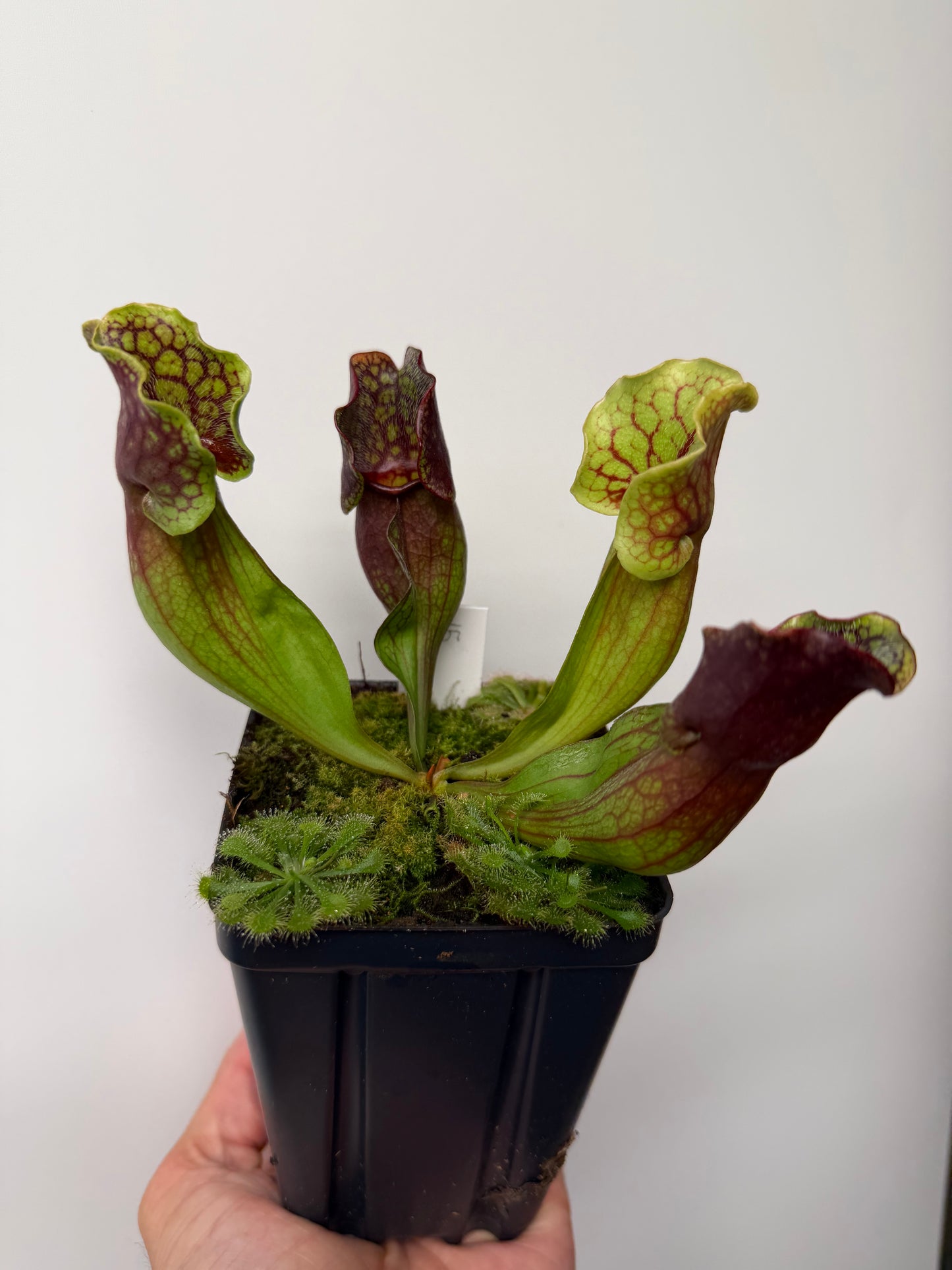 Sarracenia purpurea ssp. purpurea (Pike County, PA) - Seed Grown #15