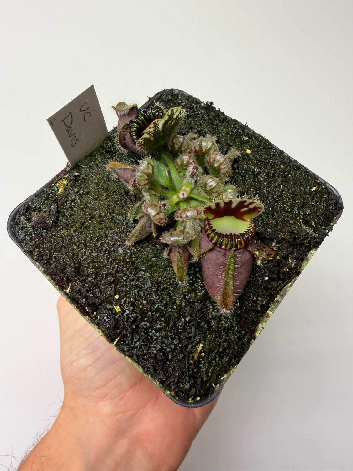 Cephalotus follicularis “UC Davis” #1