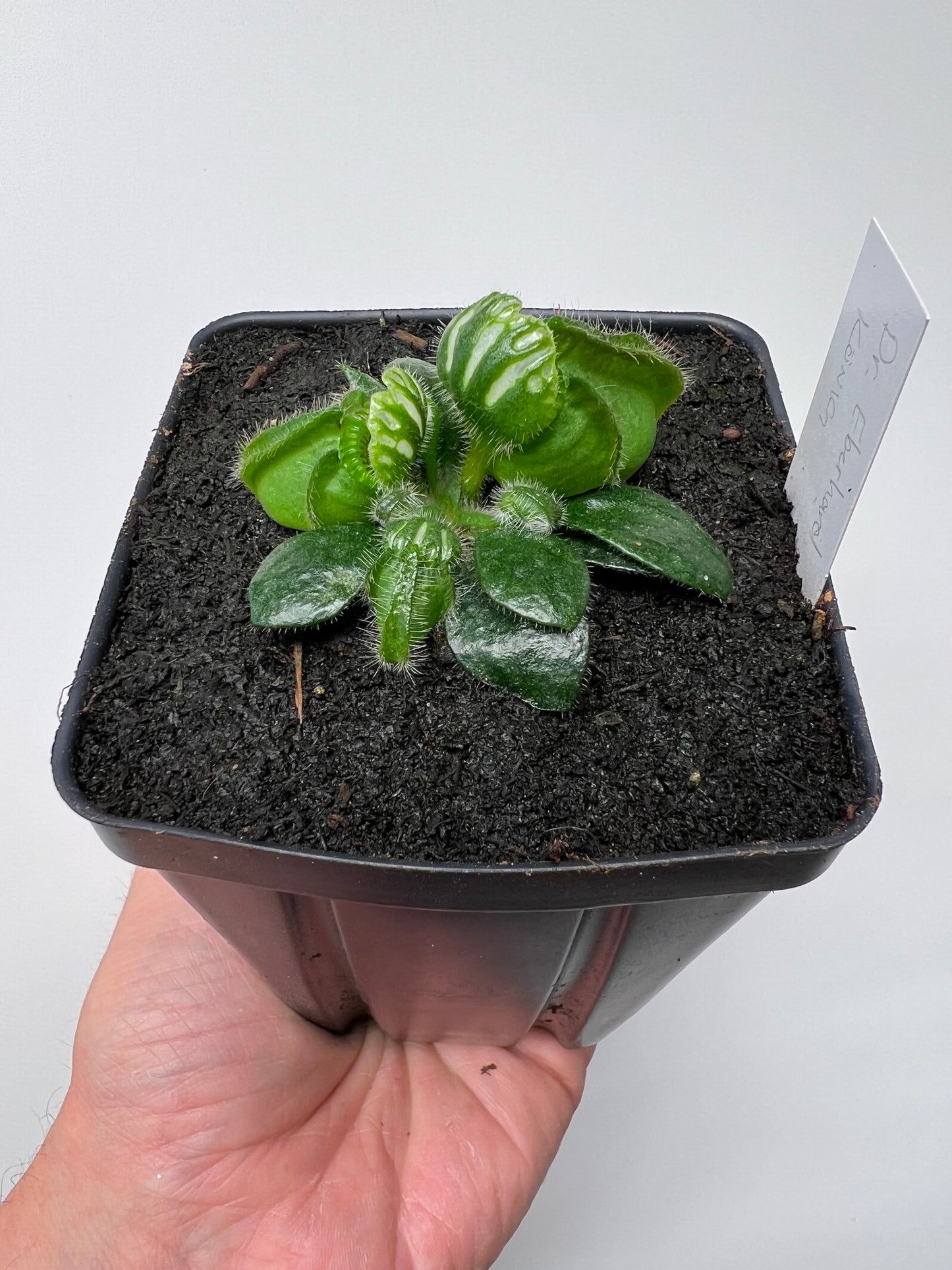 Cephalotus follicularis “Dr. Eberhard König”