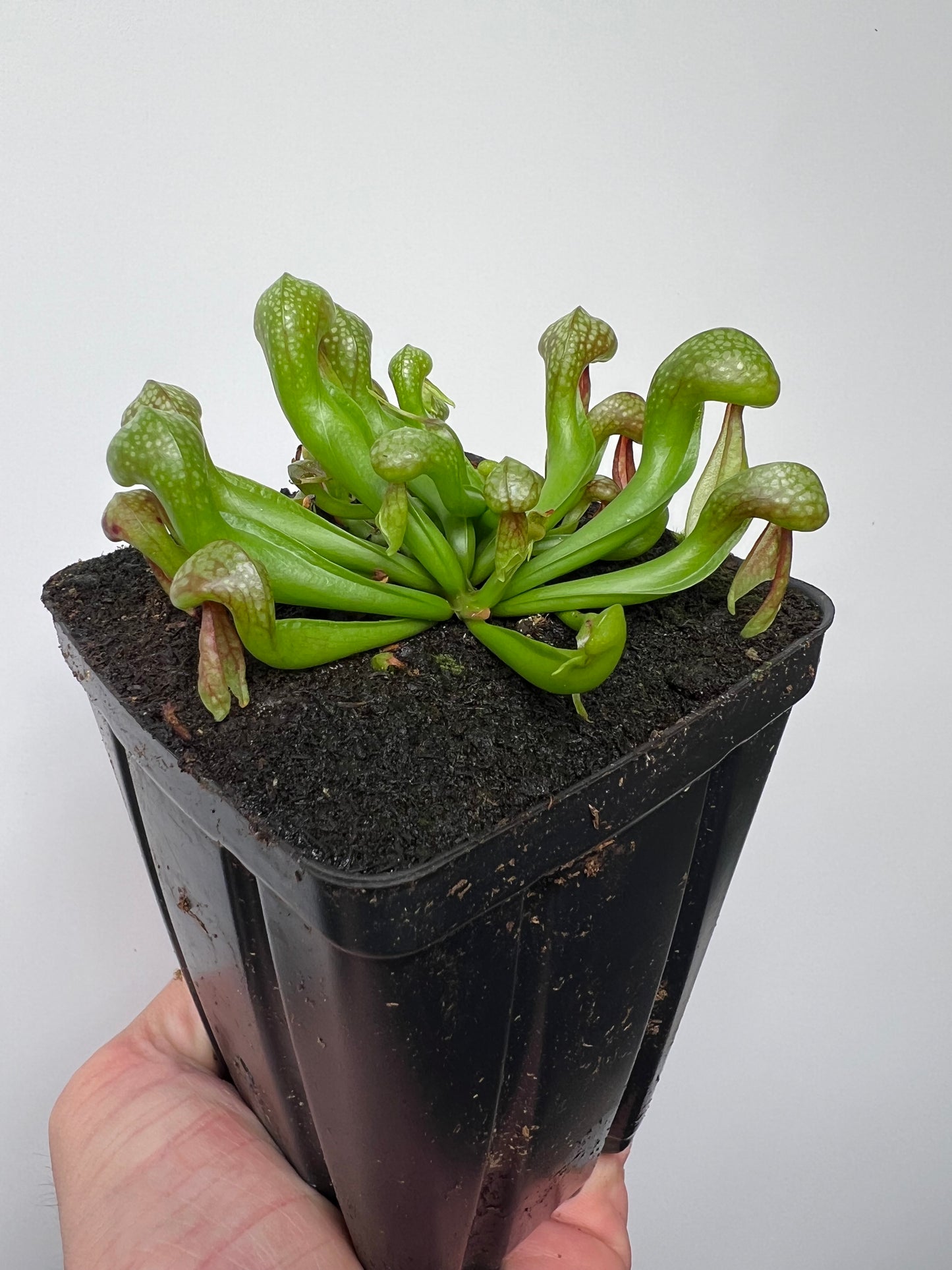 Darlingtonia californica (Cobra Pitcher Plant) - Seed Grown #212