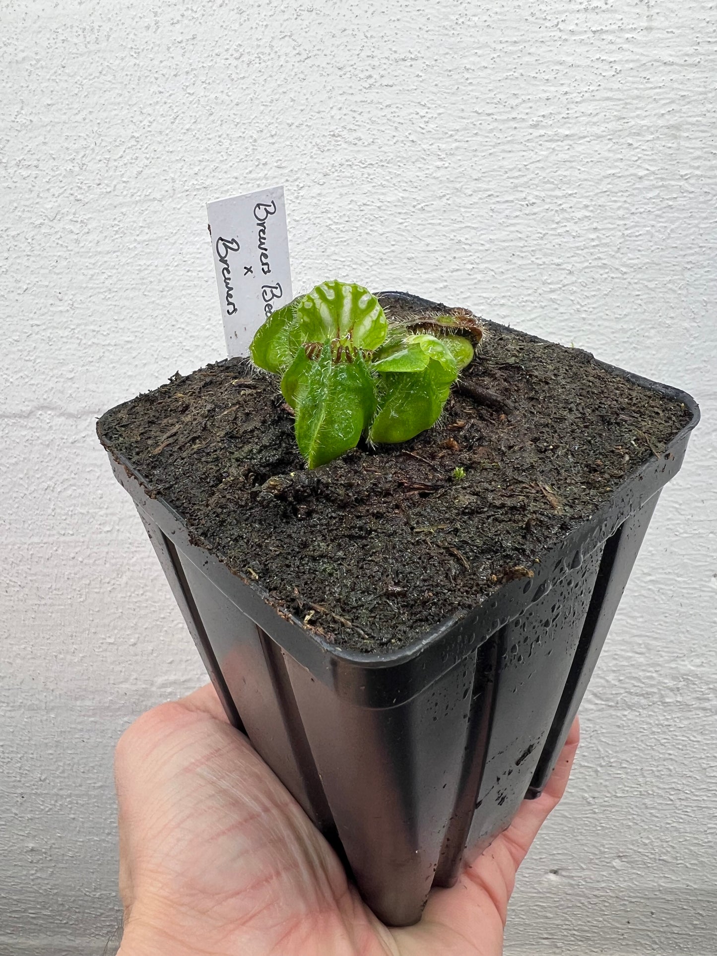 Cephalotus follicularis “Brewers Beauty” x “Brewers”