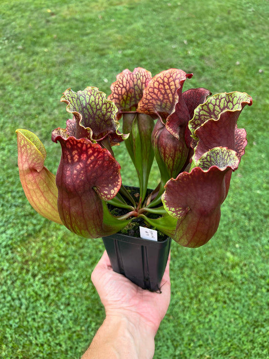Sarracenia purpurea ssp. purpurea “Special” #7