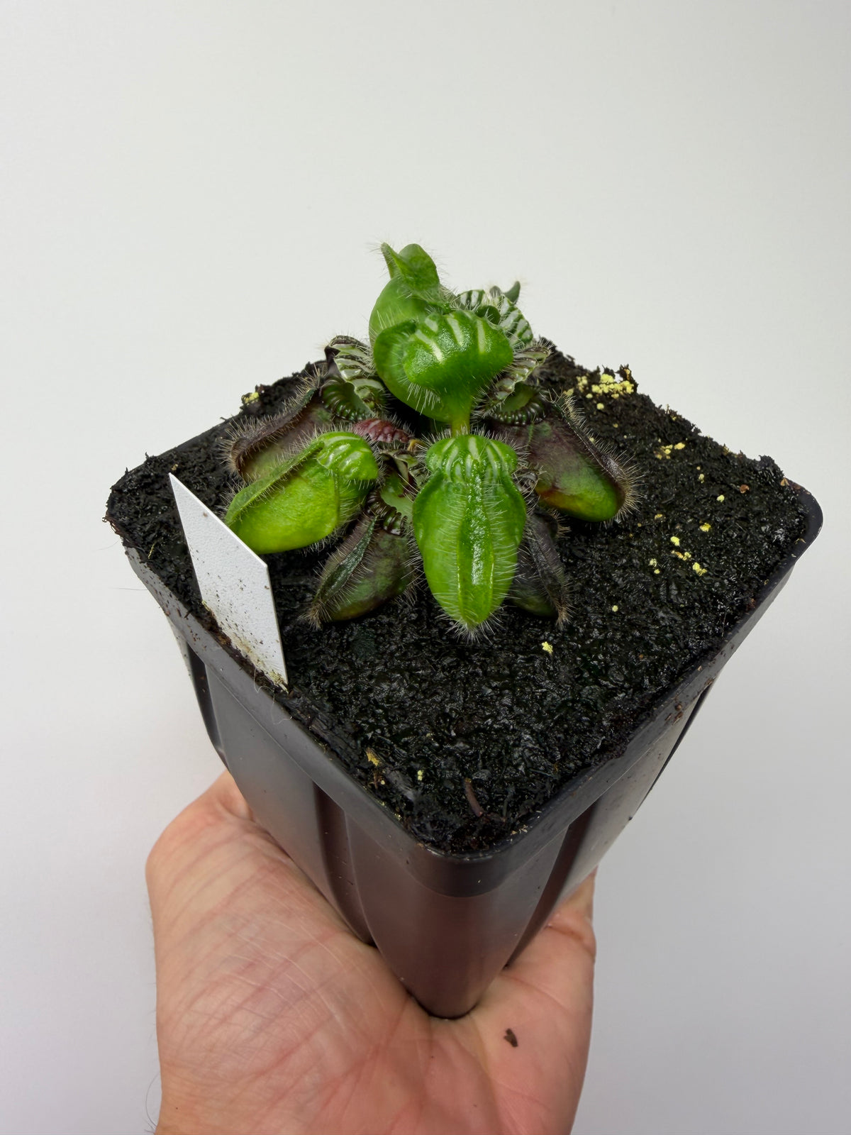 Cephalotus follicularis “Hampshire Red” #6