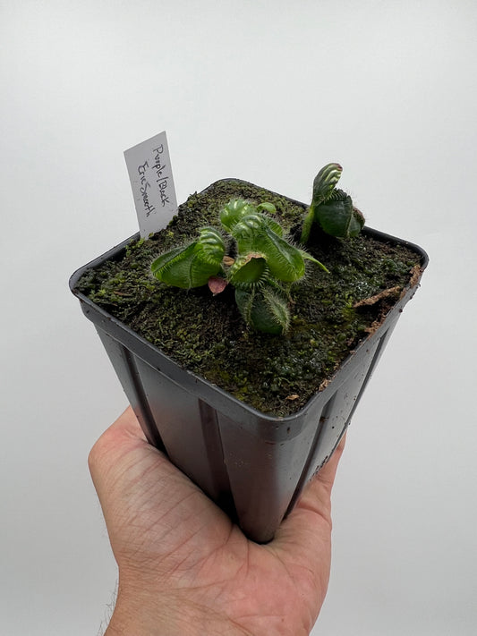 Cephalotus follicularis “Purple/Black” - Eric Smooth