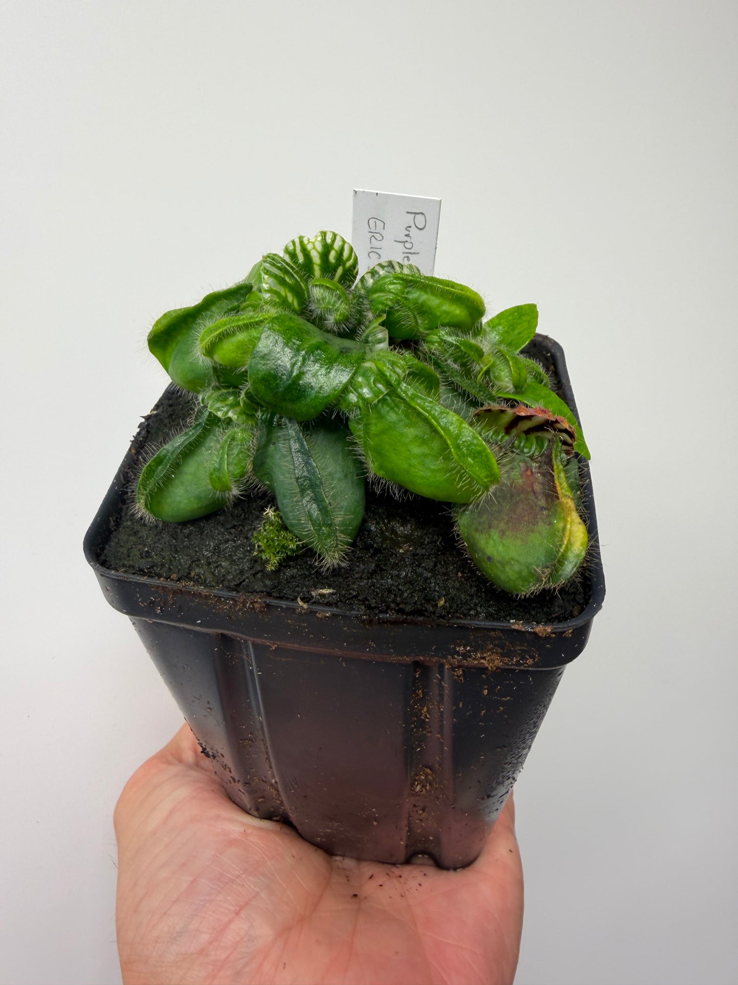 Cephalotus follicularis “Purple/Black” - Eric Smooth