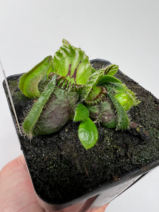 Cephalotus follicularis “Brewers Beauty” x “Brewers”
