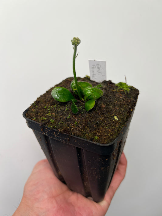 Cephalotus follicularis “Emu Pointe”
