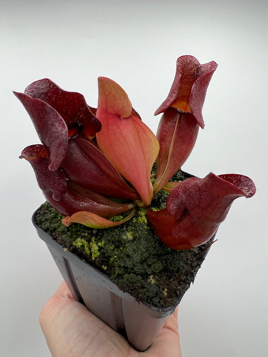 Sarracenia purpurea ssp. venosa (Brunswick Co, NC x Carteret Co, NC)  - Seed Grown #4
