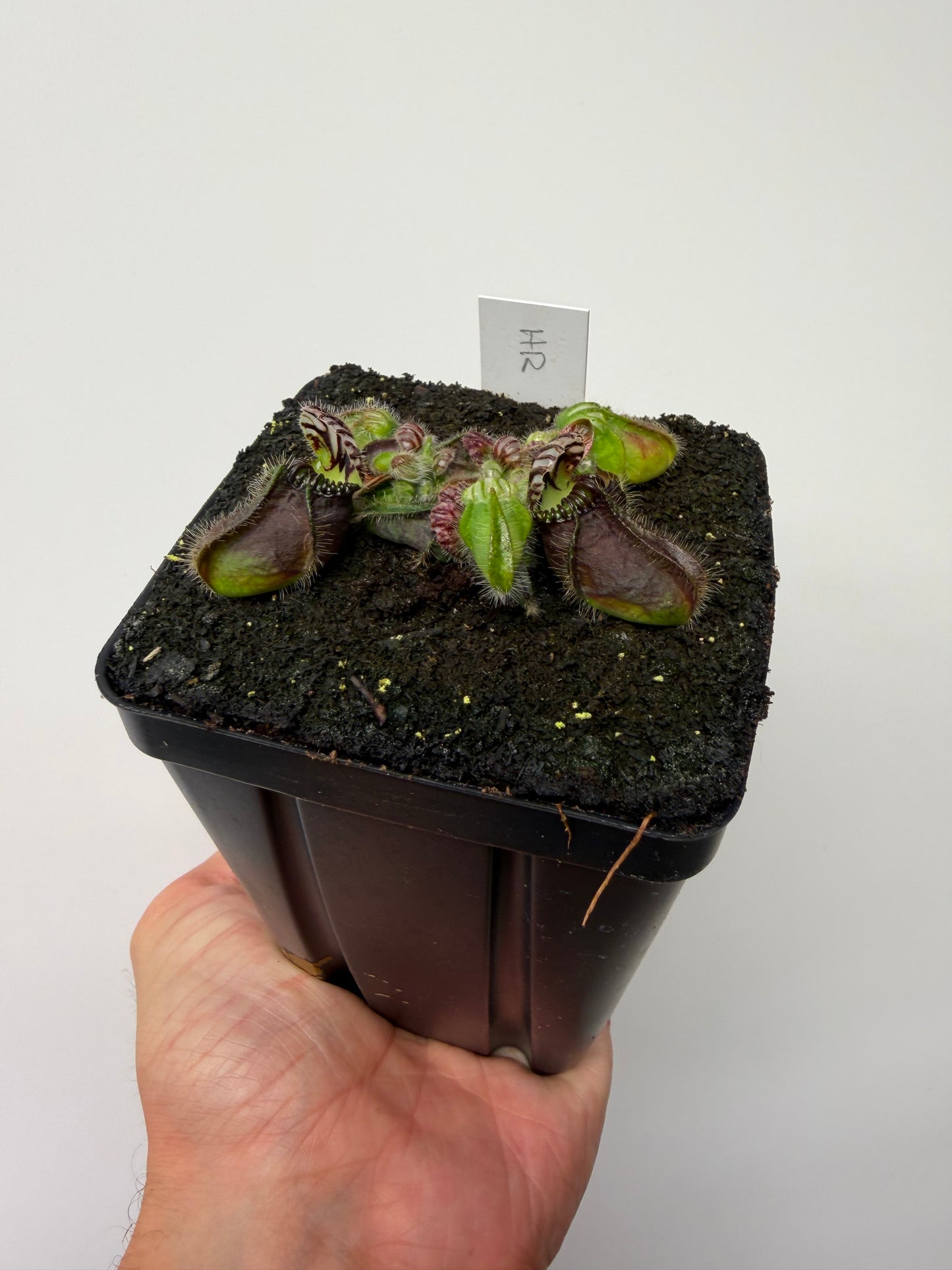 Cephalotus follicularis “Hampshire Red”