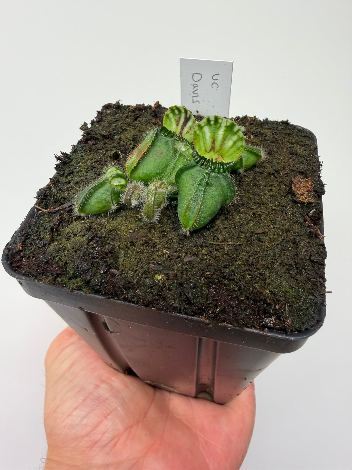 Cephalotus follicularis “UC Davis”