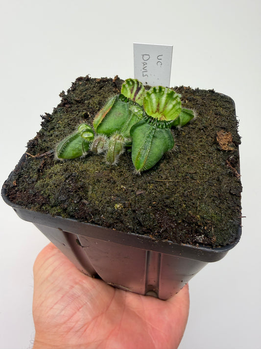 Cephalotus follicularis “UC Davis”