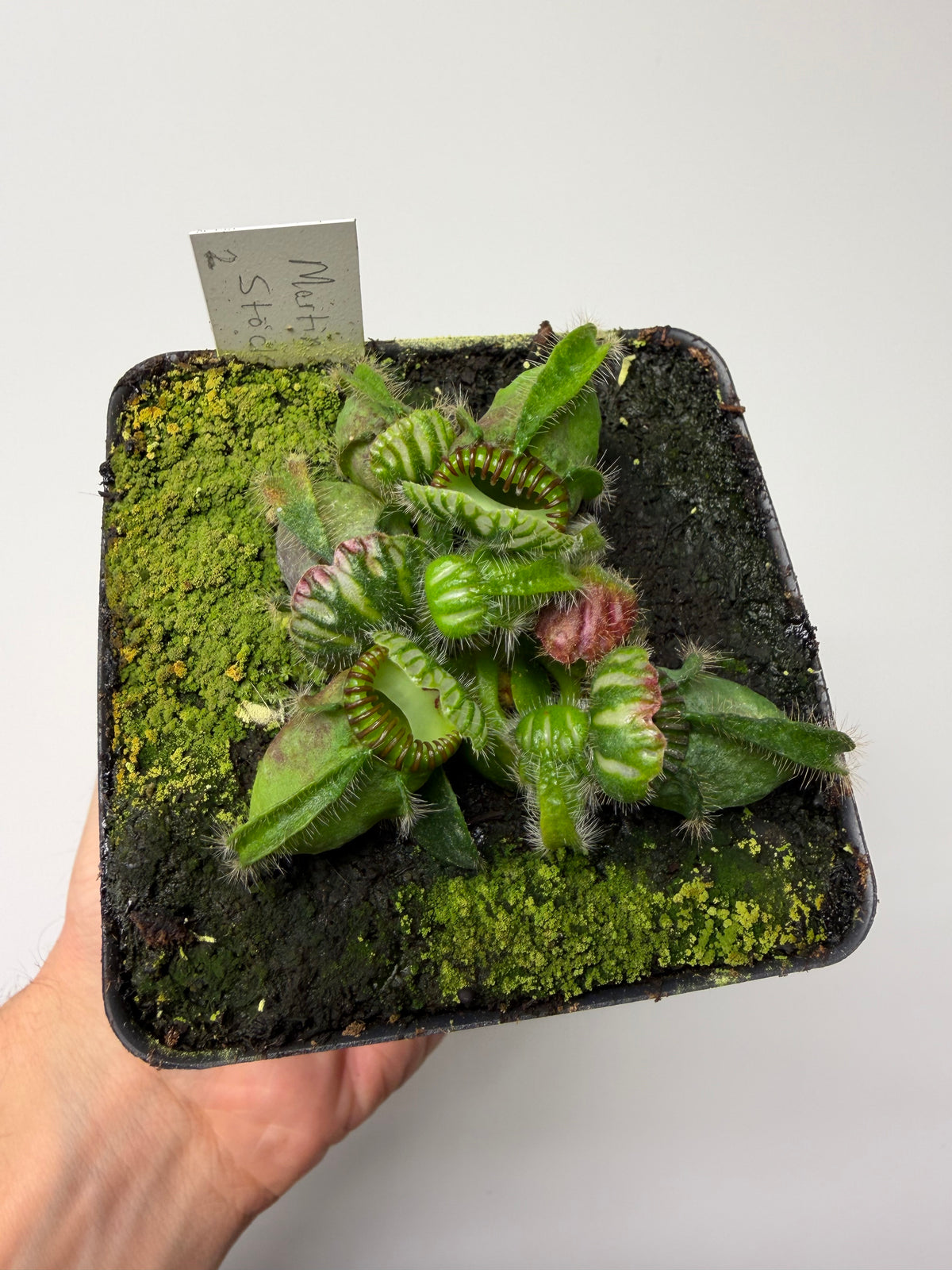 Cephalotus follicularis “Martin Stöckl” #2