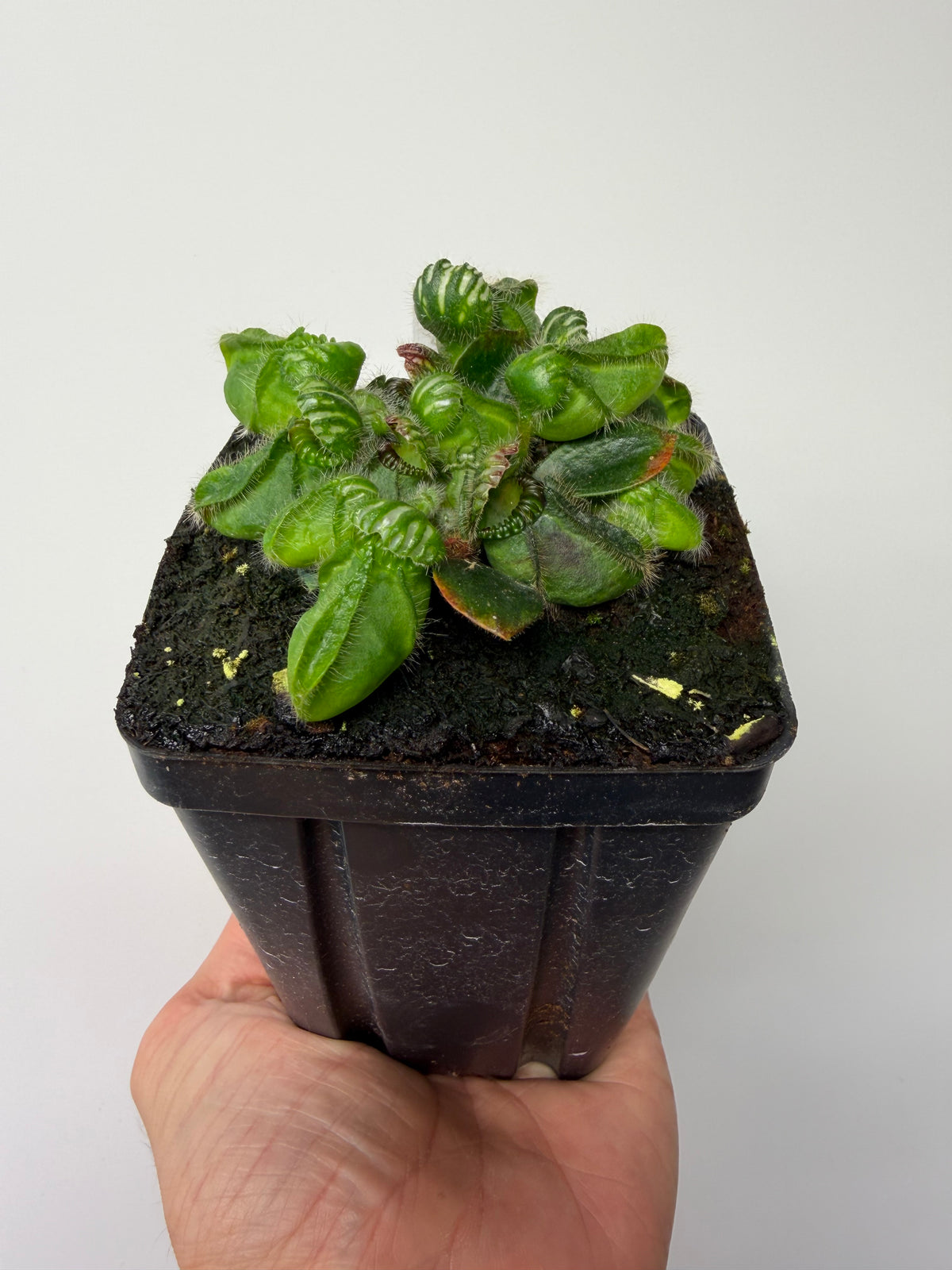 Cephalotus follicularis “Emu Pointe” #2