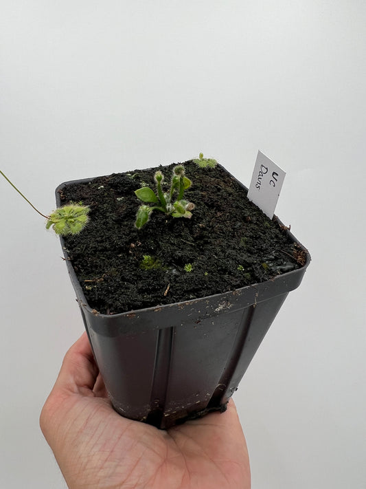 Cephalotus follicularis “UC Davis”