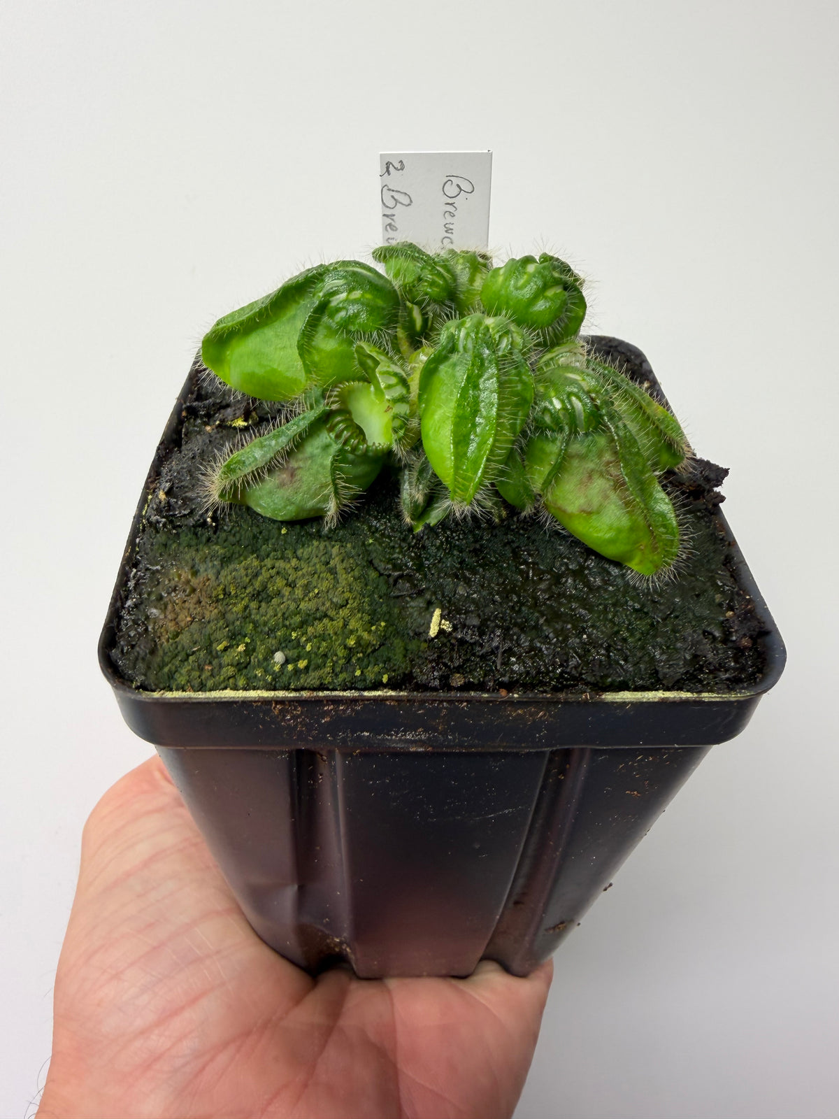 Cephalotus follicularis “Brewers Beauty” x “Brewers” #2