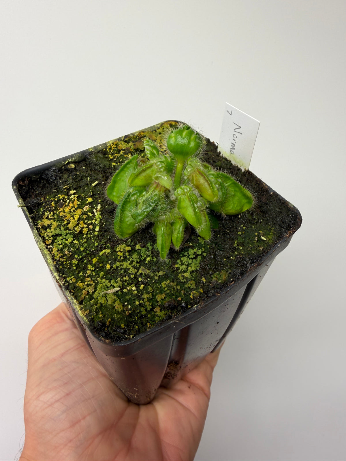 Cephalotus follicularis “Norma” #7