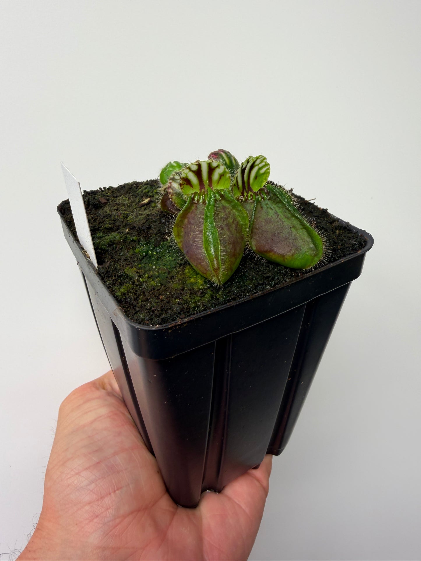 Cephalotus follicularis “Hampshire Red”