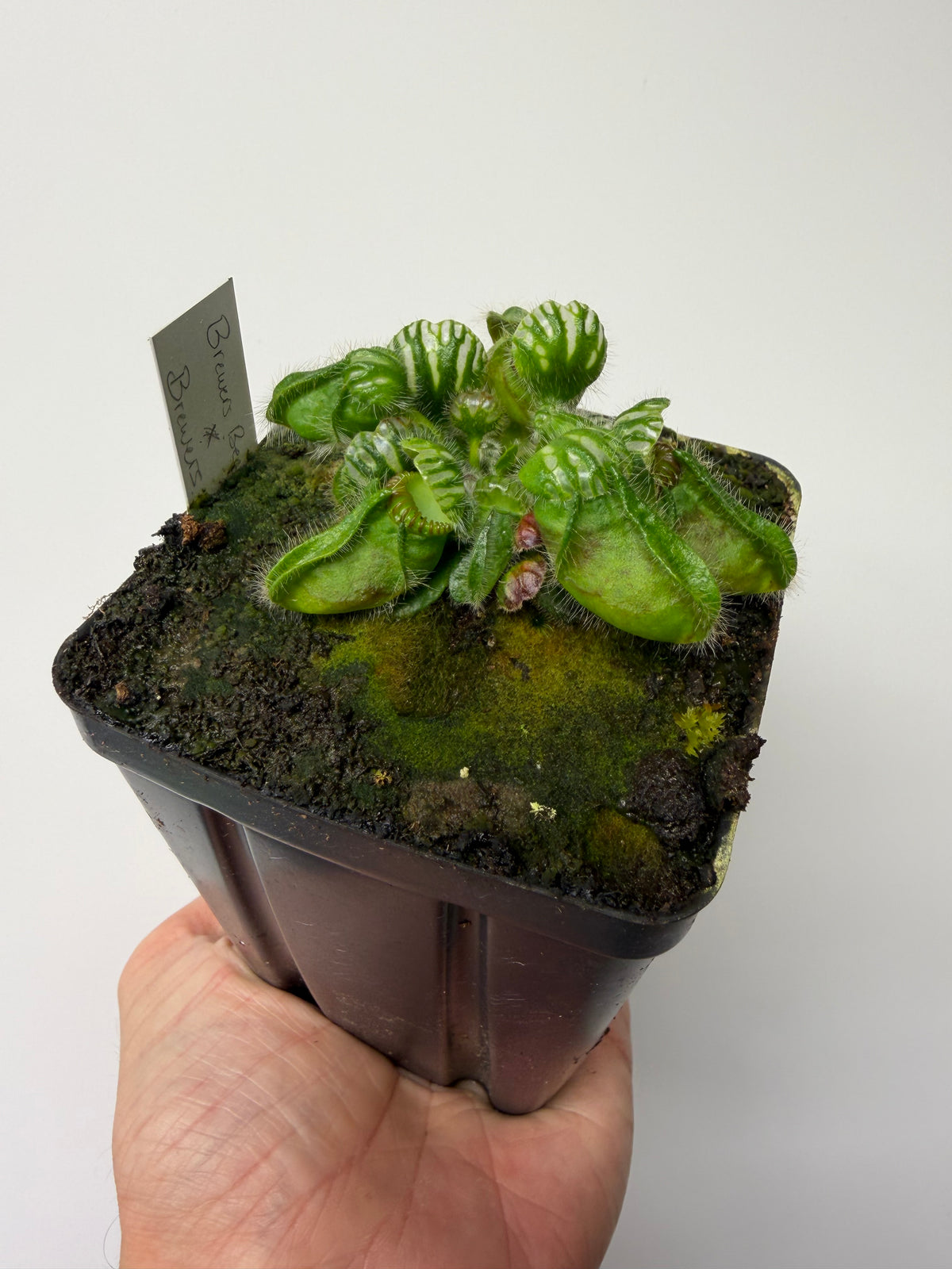 Cephalotus follicularis “Brewers Beauty” x “Brewers” #3