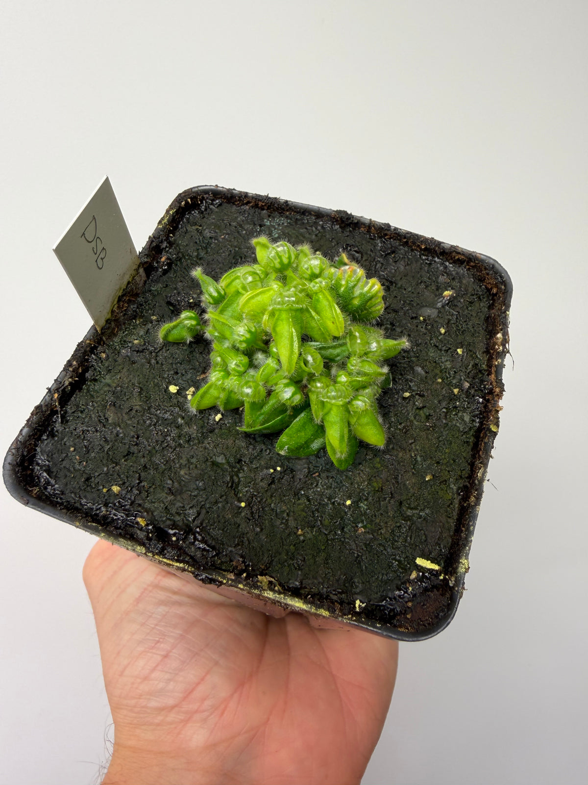 Cephalotus follicularis “David Švarc Black” #10 - *Rare*