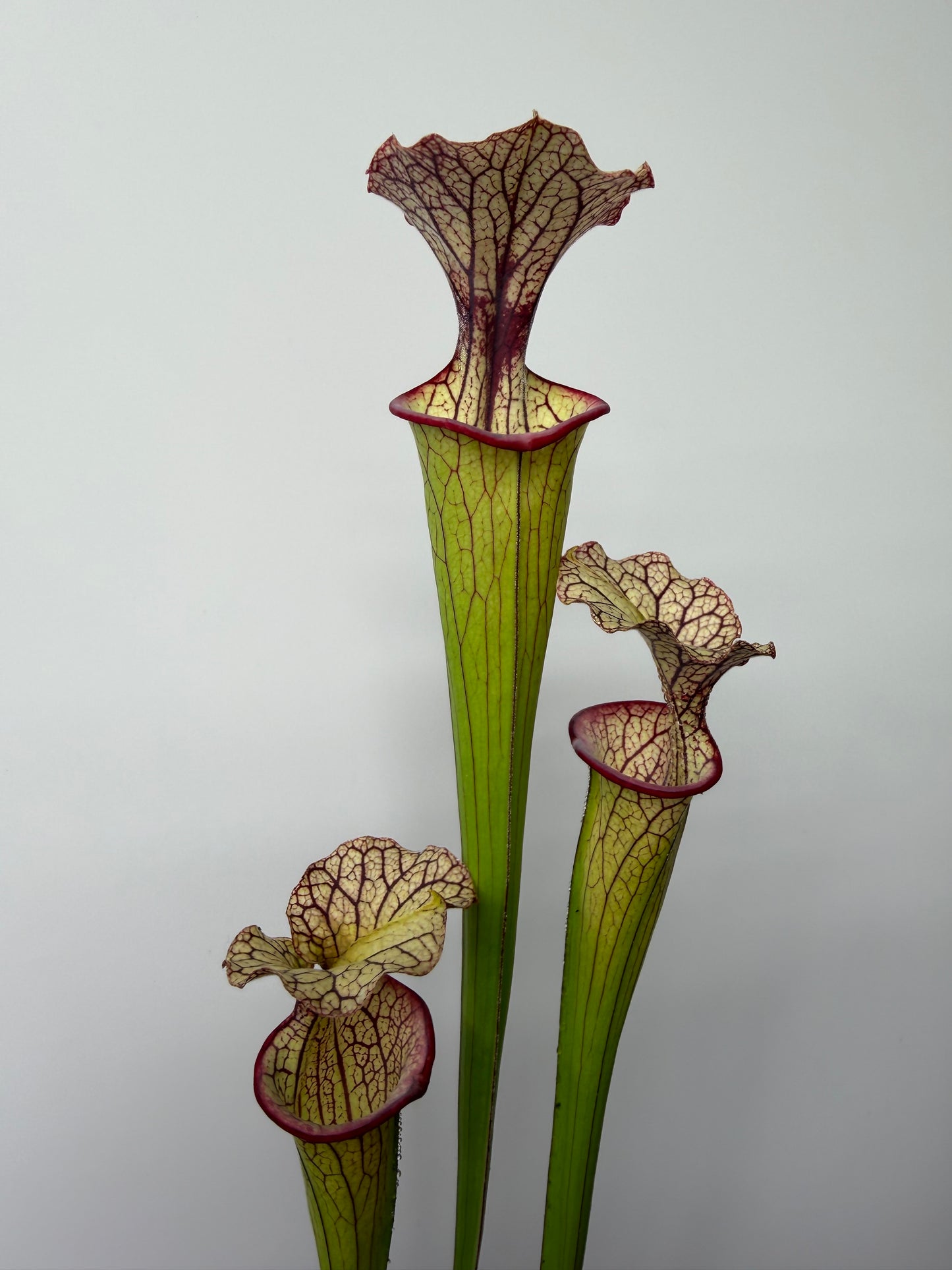 Sarracenia flava var. rubricorpora x Strawberry Milkshake