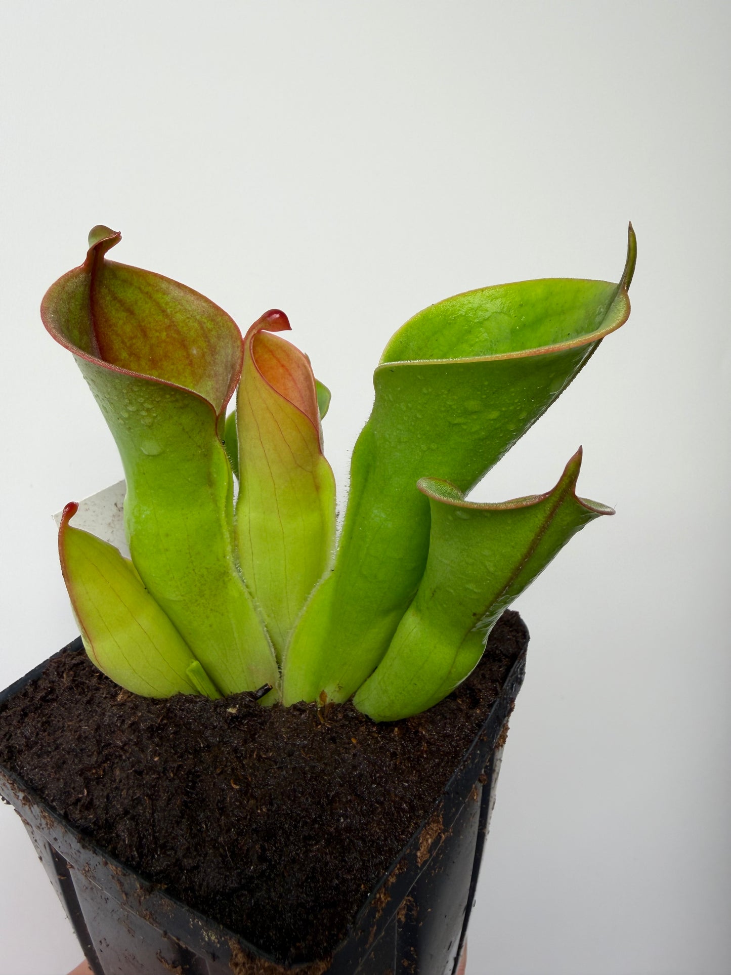 Heliamphora heterodoxa x minor