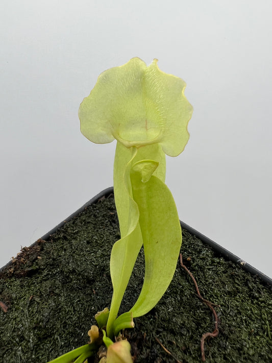 Sarracenia purpurea ssp. venosa “White Ghost” - Araflora