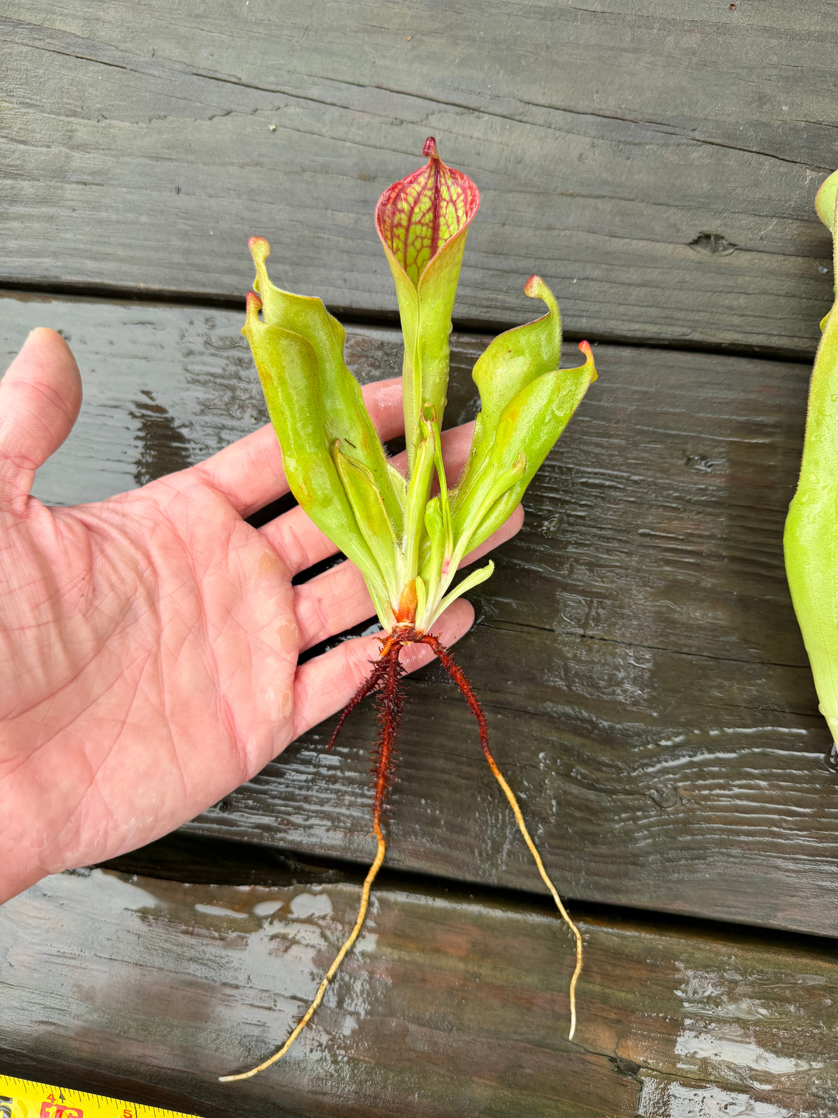 Heliamphora (tatei x folliculata) x macdonaldae #7 52624 SGLC - Fresh Divisions