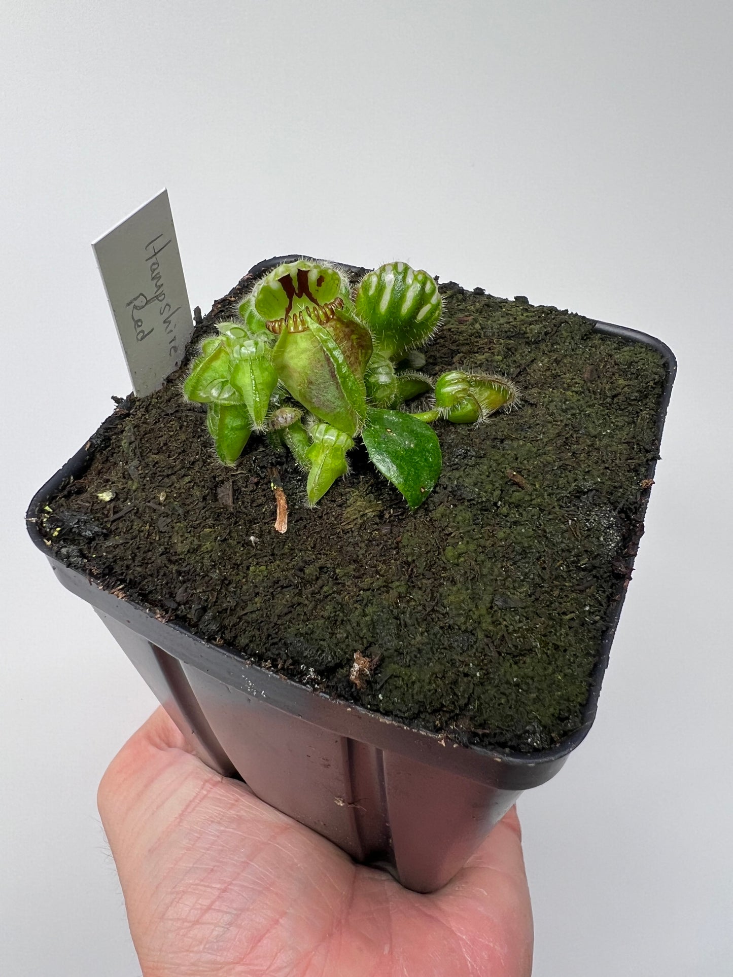 Cephalotus follicularis “Hampshire Red”