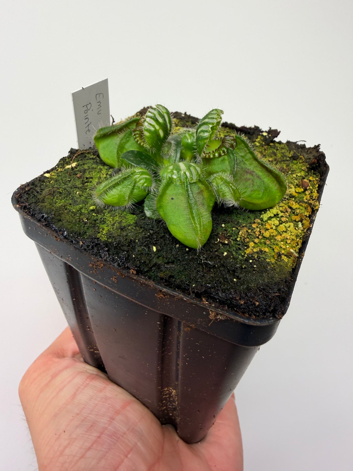 Cephalotus follicularis “Emu Pointe”