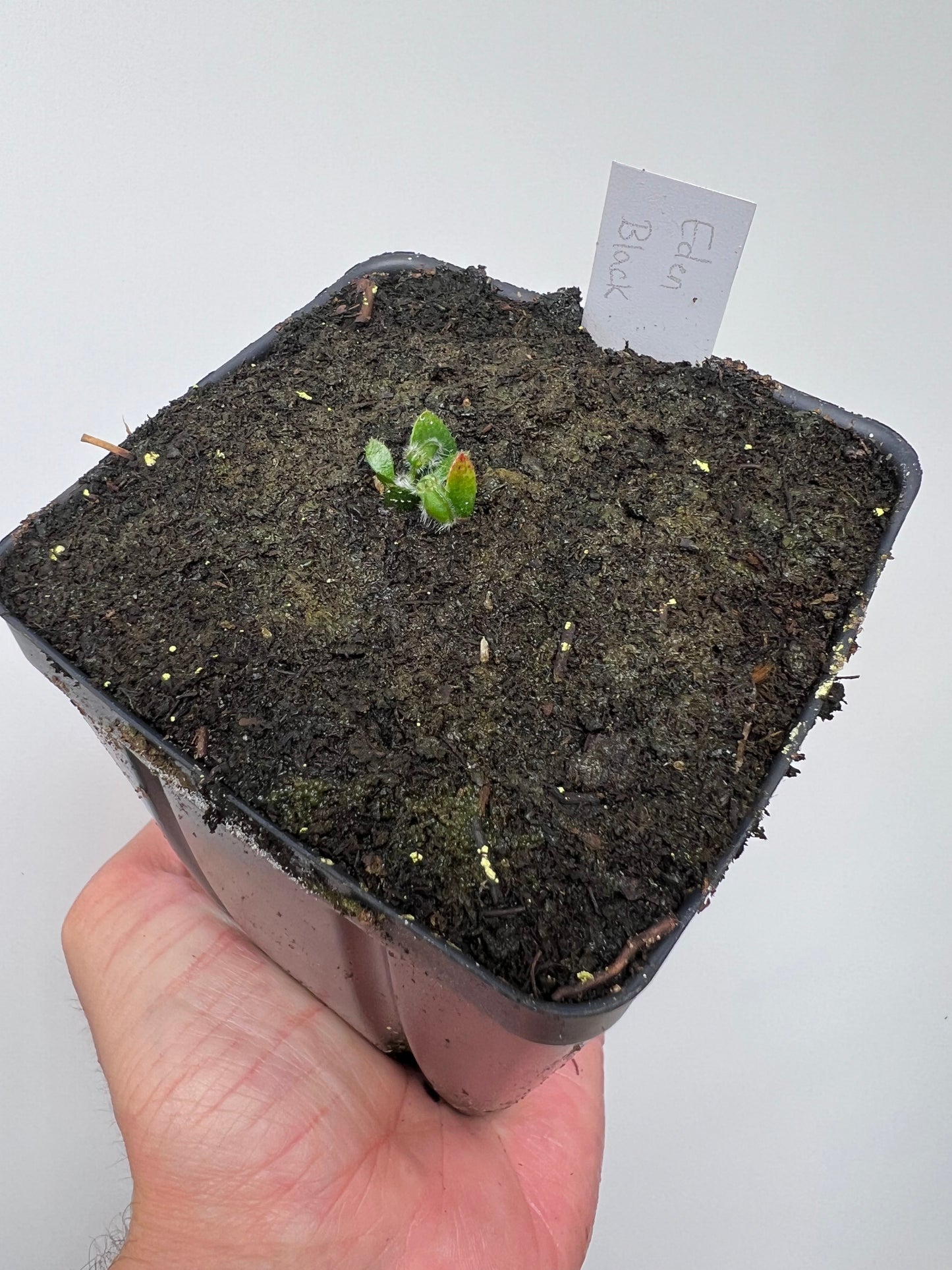 Cephalotus follicularis ‘Eden Black’ - *Rare* (small)