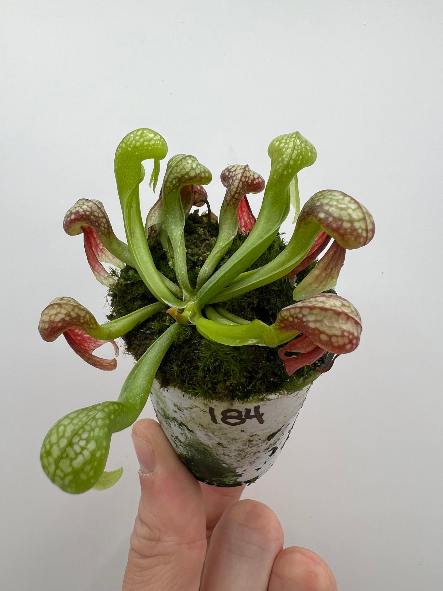 Darlingtonia californica (Cobra Pitcher Plant) - Seed Grown #184