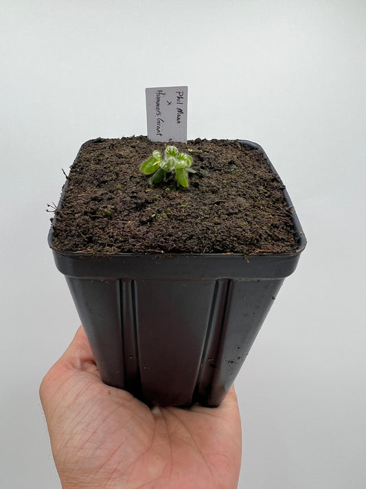 Cephalotus follicularis “Phil Mann” x “Hummers Giant”