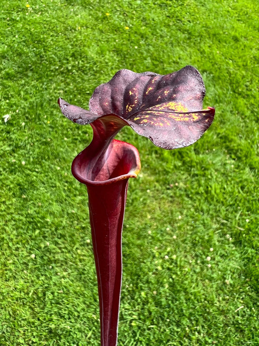 Sarracenia flava var. rubricorpora (N. Liberty Co, FL)