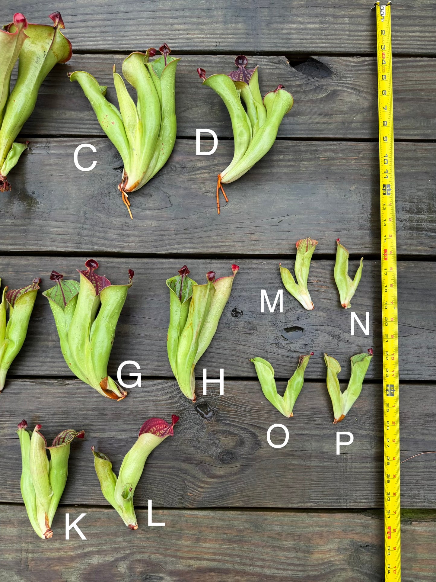 Heliamphora macdonaldae - Fresh Divisions (2026)