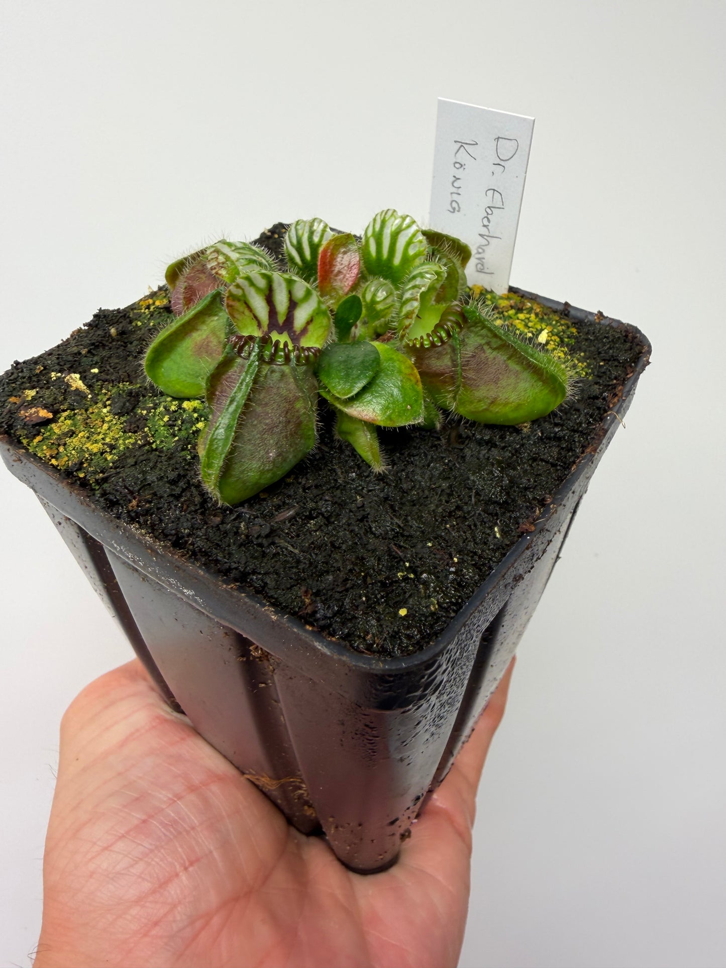 Cephalotus follicularis “Dr. Eberhard König”