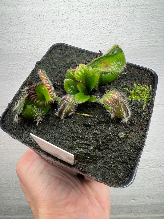 Cephalotus follicularis ‘Eden Black’ - *Rare*