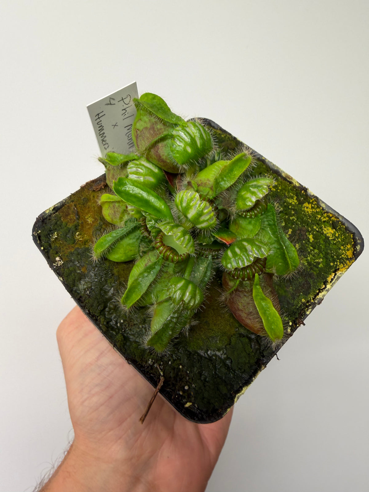 Cephalotus follicularis “Phil Mann” x “Hummers Giant” #4