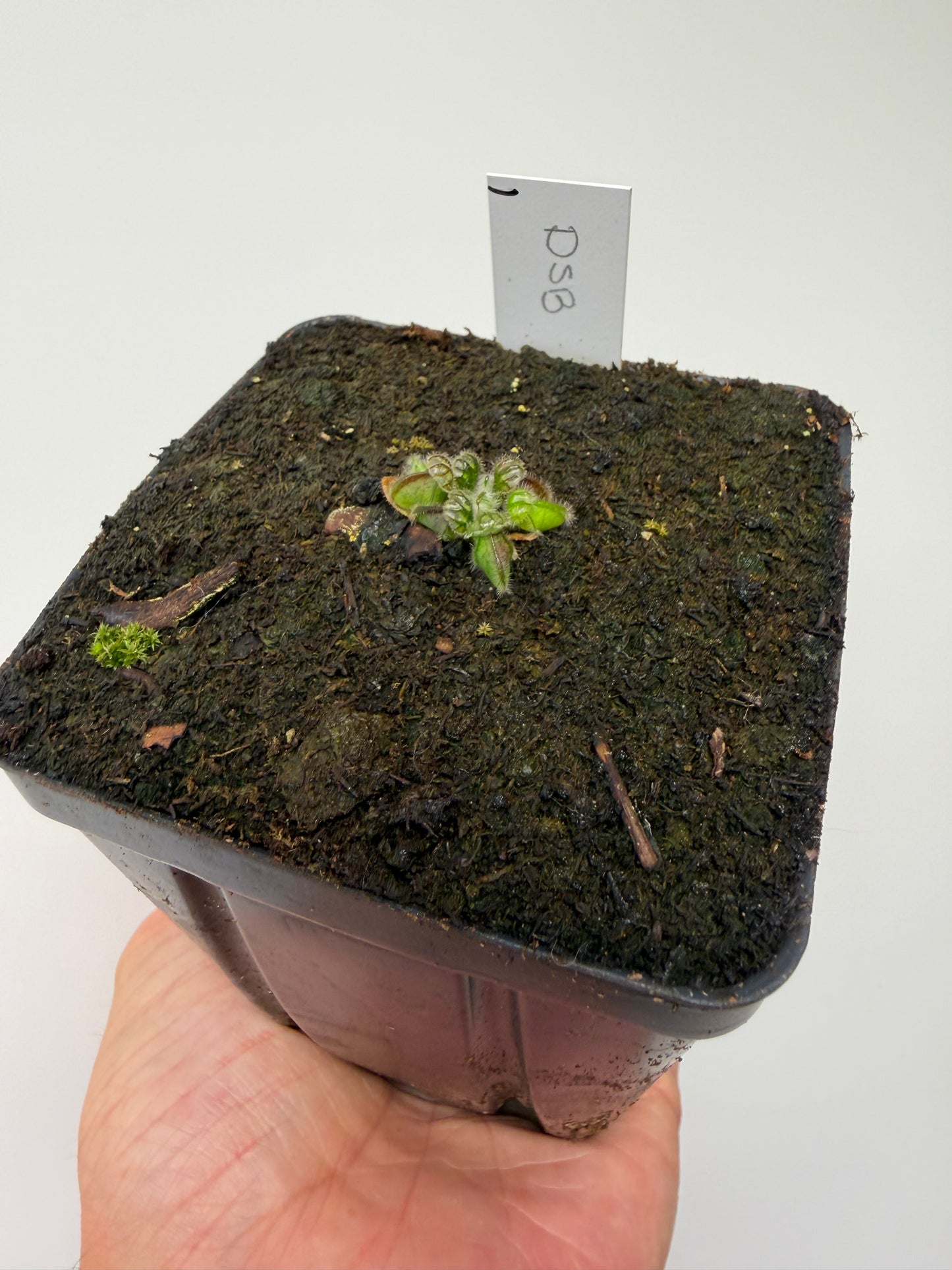 Cephalotus follicularis “David Švarc Black” - *Rare* (1)