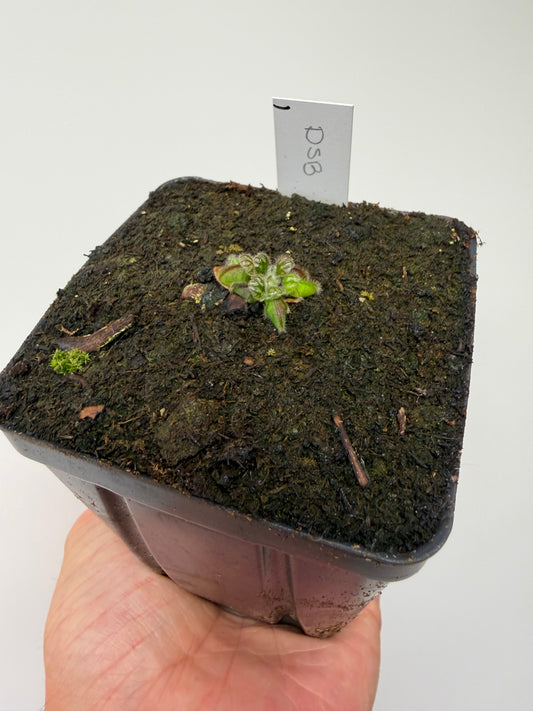 Cephalotus follicularis “David Švarc Black” - *Rare* (1)