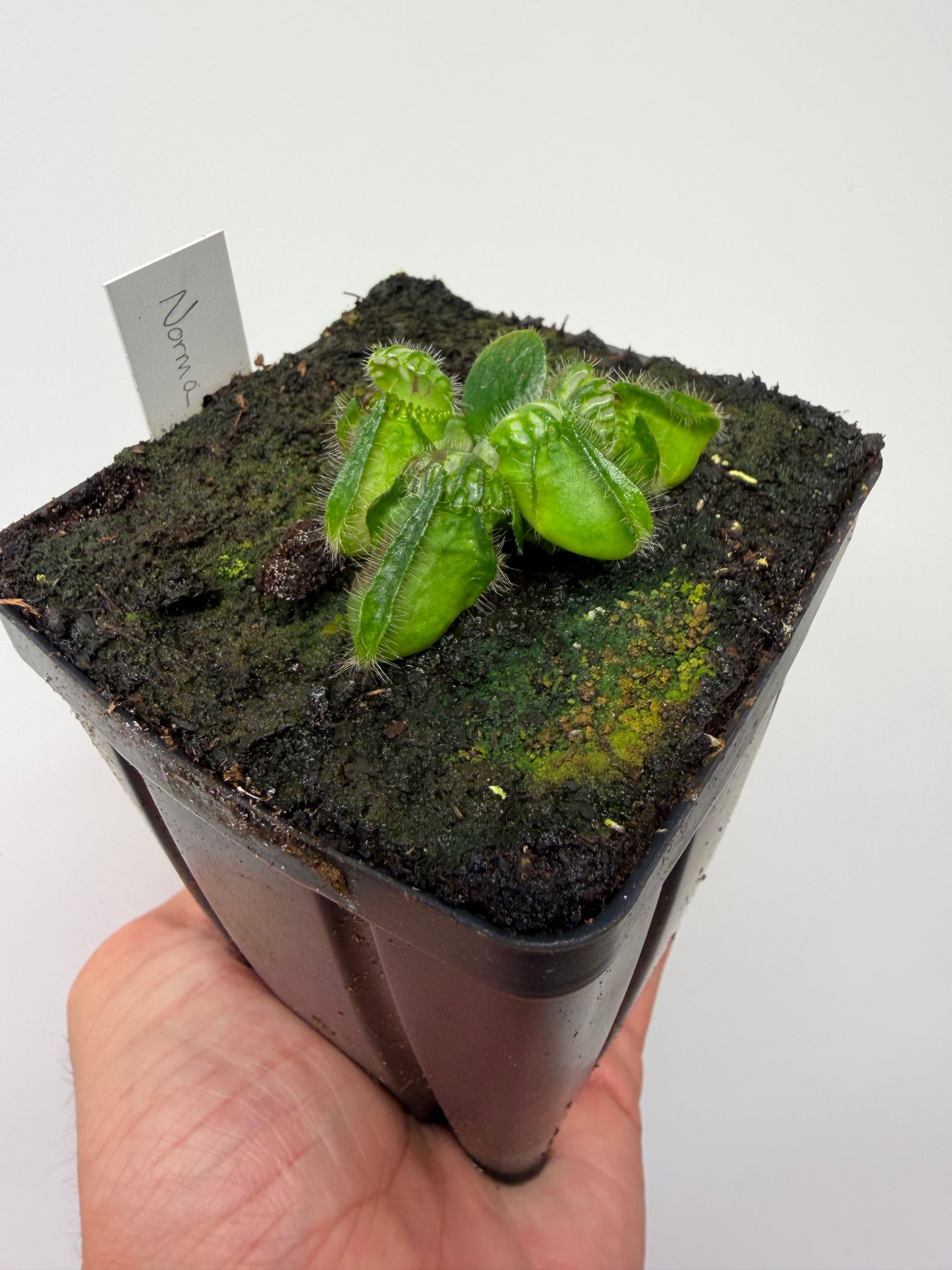 Cephalotus follicularis “Norma”